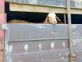 Более 300 овец остановили при незаконной перевозке в Воронежской области