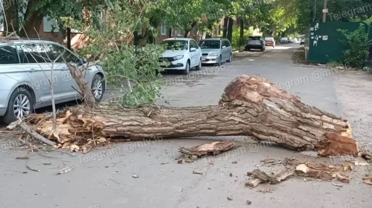 В Воронеже на улице Депутатской 14 августа дерево упало на машину и перегородило проезд