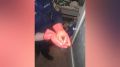 Воронежцы за неделю 5 раз вызывали спасателей из-за летучих мышей в квартирах