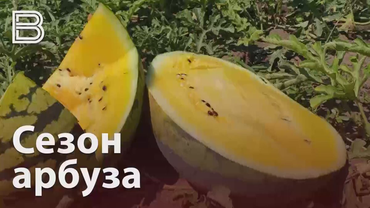 Самое время, чтобы пробовать на вкус воронежский август