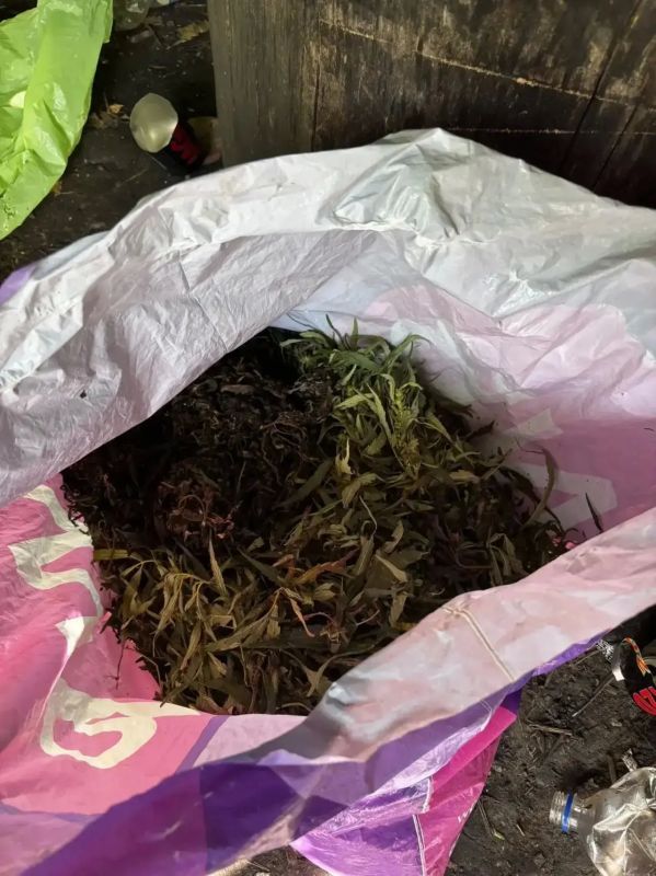 В Панинском районе полицейские изъяли у местного жителя более 800 граммов марихуаны