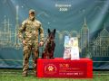 В Воронеже прошла выставка «Лучшие собаки России / РКФ