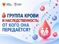 Воронежцы, планирующие беременность, часто спрашивают специалистов областного центра крови: «От кого ребёнок получает группу крови – от мамы или от папы?»