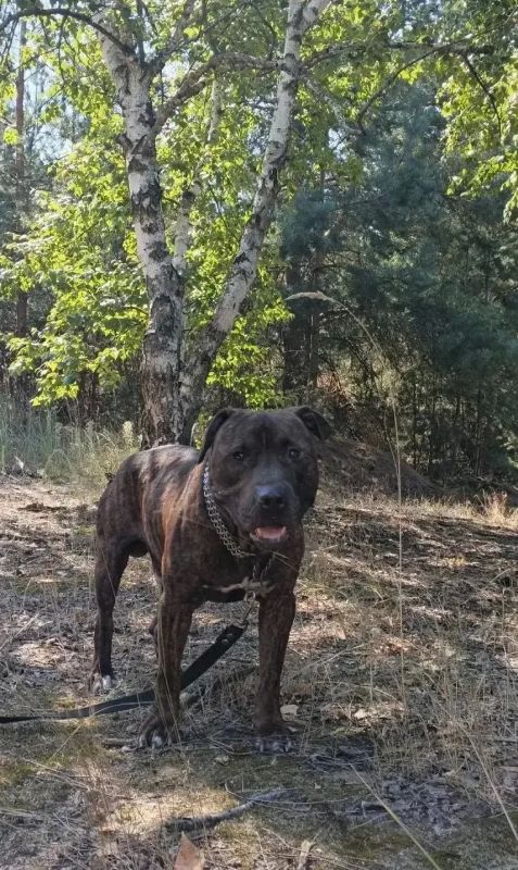 В Воронеже забрали в приют найденного привязанным в лесу стаффордширского терьера