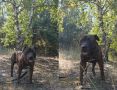Породистую собаку бросили в лесу в Воронеже, привязав к дереву