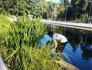 Продолжаем рассказывать об уходных работах в парках Воронежа