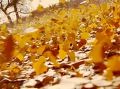 День знаний в Воронеже будет тёплым