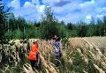 За неделю в регионе пропали 22 человека, один из них найден мёртвым