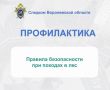 Региональное следственное управление напоминает правила безопасности при походах в лес