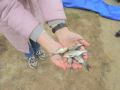 Более 220 тысяч сеголетков (рыб, проживших один сезон после появления на свет) белого толстолобика выпустят этой осенью в малые воронежские реки Битюг, Икорец и Чиглу специалисты Минприроды Воронежской области