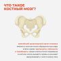 Костный мозг – орган, который обеспечивает бесперебойное функционирование всего организма