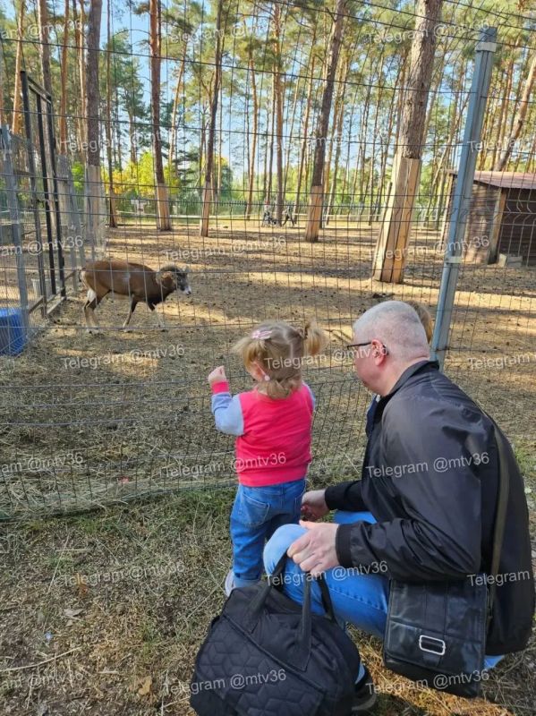 Муфлон травмировал 2-летнего мальчика в «Червлёном Яру», сообщили родители ребёнка