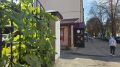 В центре Воронежа на городском заборе вырастили тыквы
