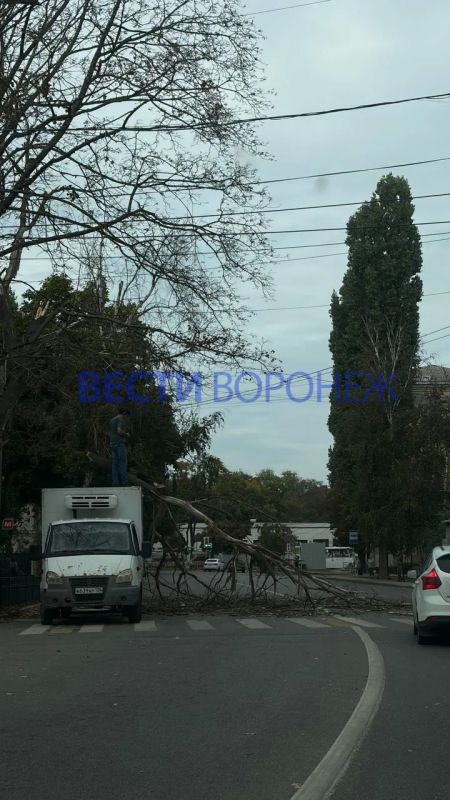На улице Челюскинцев огромная ветка упала на «Газель»