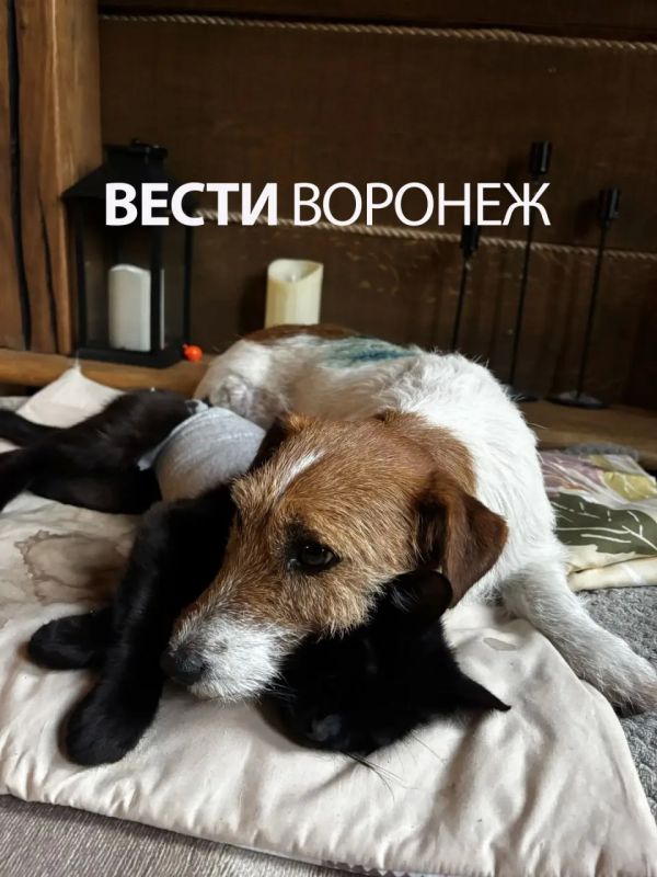 Зашивали раны 3,5 часа. Овчарка растерзала джек-рассела в селе Чертовицы