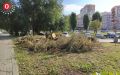 В Коминтерновском районе Воронежа в сквере Ватутина спилили несколько многолетних деревьев