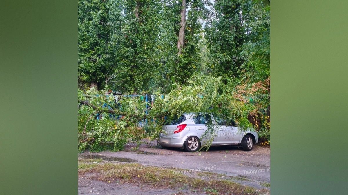 В Воронеже дерево упало на машину у детского сада в Ольховом переулке