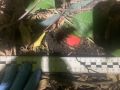 В Борисоглебске полицейские задержали подозреваемую в покушении на сбыт крупной партии наркотиков