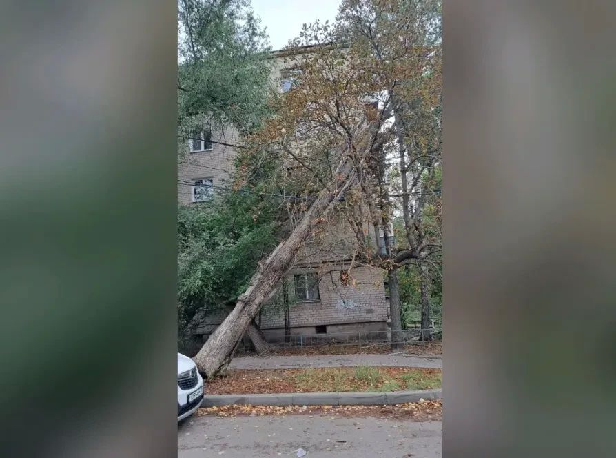 Ураганный ветер повалил тополь на провода возле дома № 20 по улице Маршака в Воронеже
