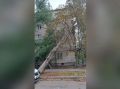 Ураганный ветер повалил тополь на провода возле дома № 20 по улице Маршака в Воронеже