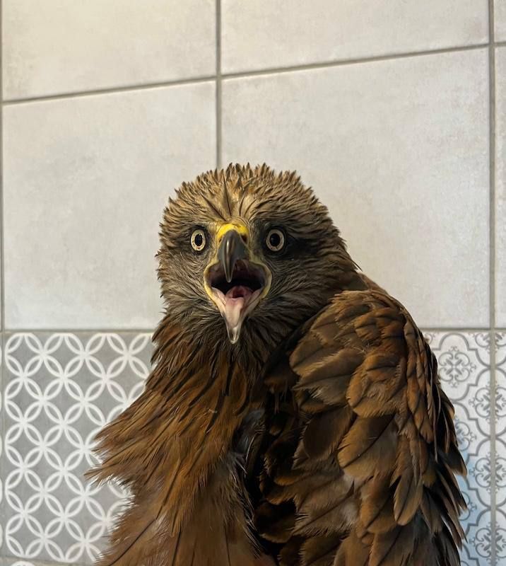 Коршуна, сбитого машиной под Воронежем, отправили на зимовку