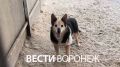 Собака, которая пострадала при атаке БПЛА, пошла на поправку