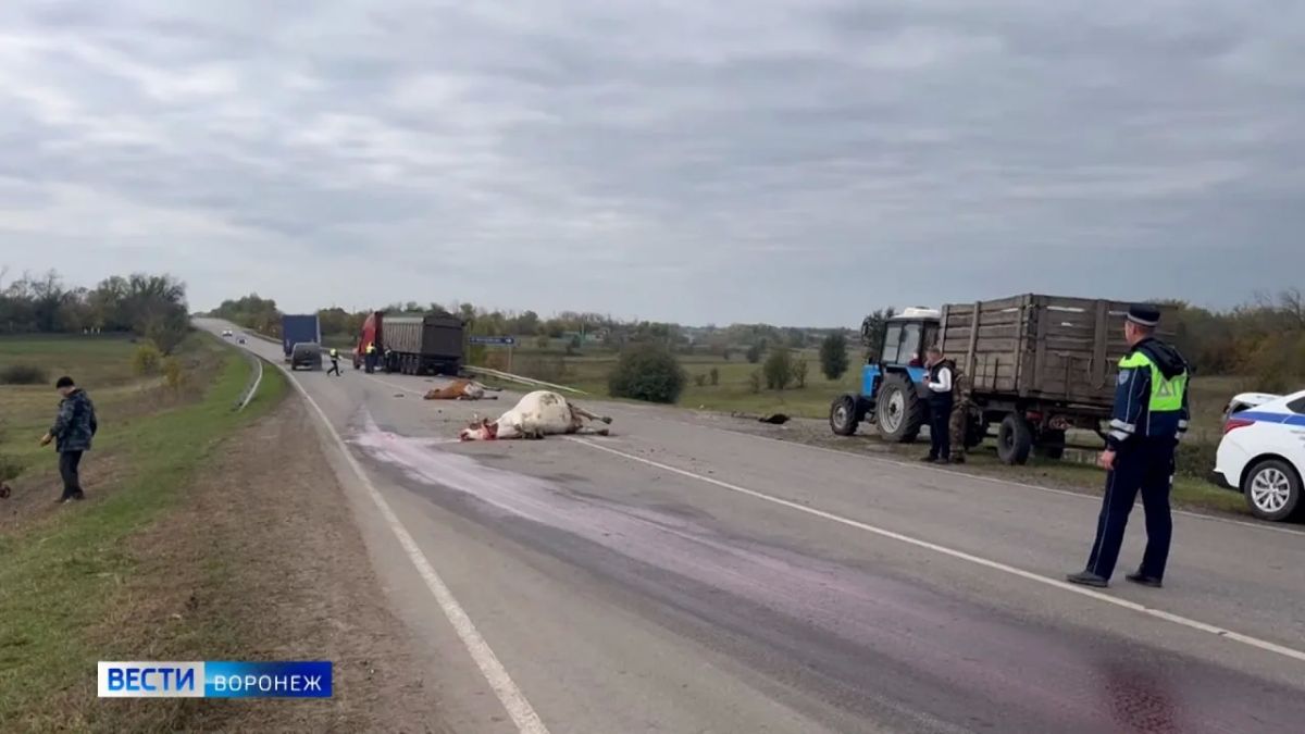 Водитель грузовика влетел в стадо коров в Таловском районе