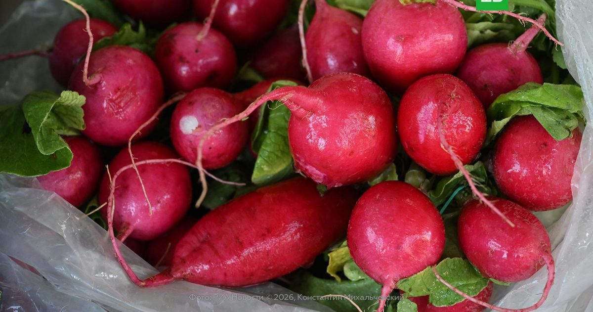 Осенний урожай редиса можно купить на ярмарках Москвы