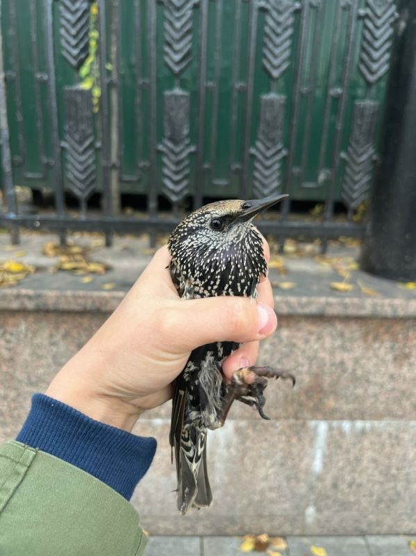 Воронежские волонтеры спасли ослабевшего скворца, найденного в Москве