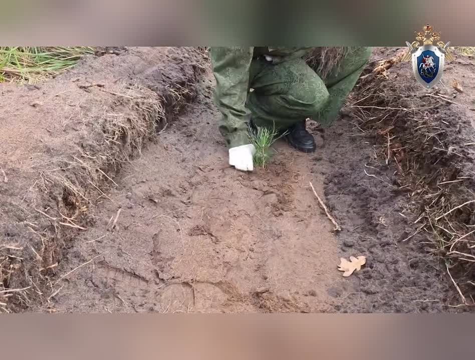 В воронежской области сотрудники регионального следственного управления приняли участие во Всероссийской акции «Сохраним лес»
