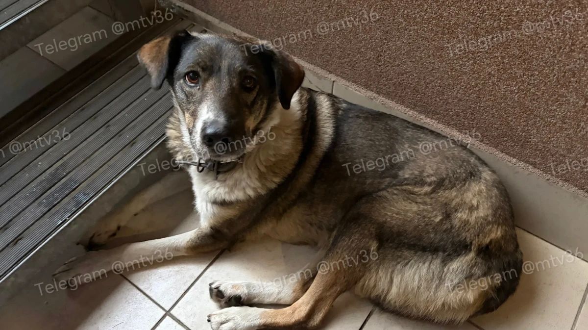 Воронежцы помогают животным, которые пострадали из-за массированного налета БПЛА в ночь на 26 октября