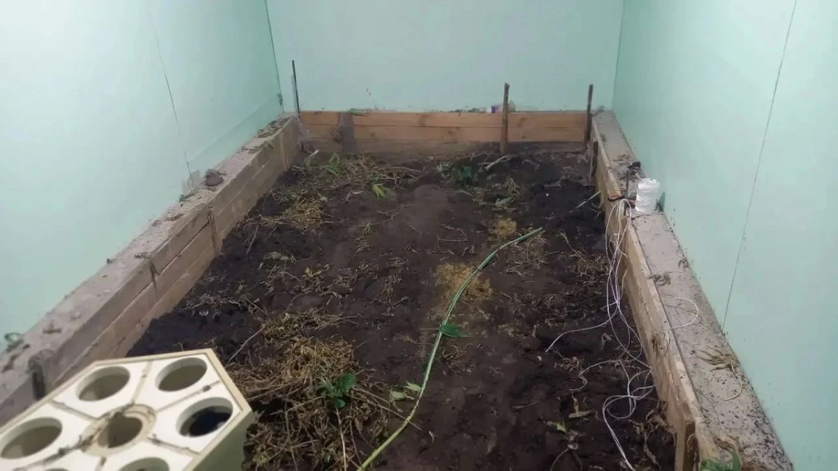 В Павловске полицейские ликвидировали теплицу с 25 кустами конопли