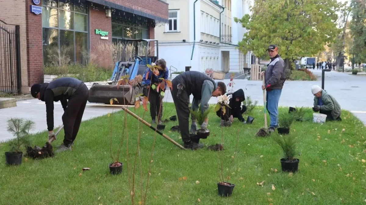 В Воронеже высаживают растения на улице Карла Маркса